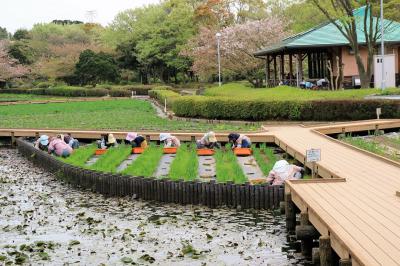 愛情をこめて花菖蒲を準備する公園管理組合の方々の写真