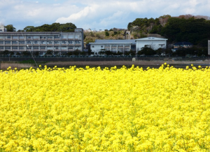 神納花の15会の花の写真