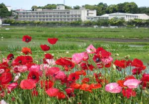 神納花の15会の花の写真