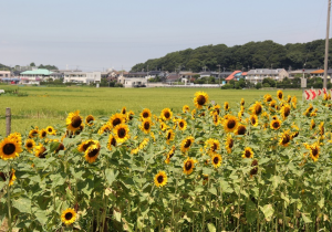 神納花の15会の花の写真